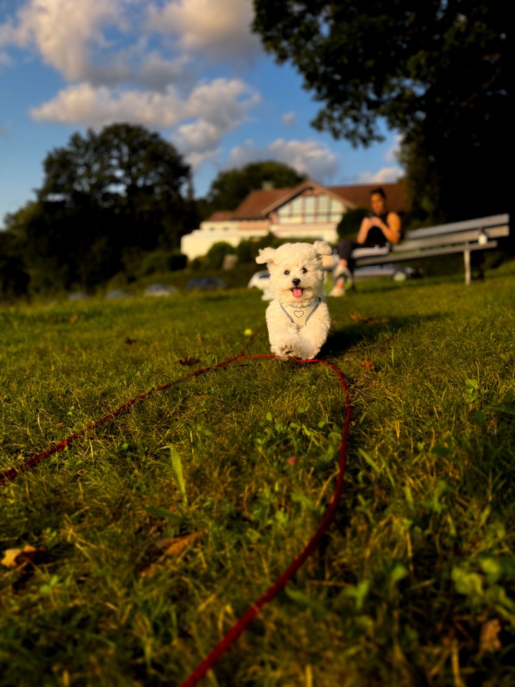 Hundetreffen-Spiel/Gassitreffen-Profilbild