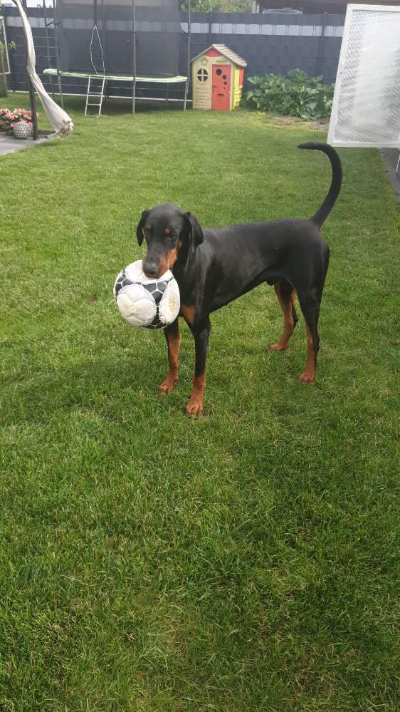 Hundetreffen-Große Rassen Spielrunde-Profilbild