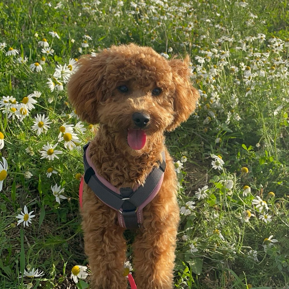 Hundetreffen-Welpen-Profilbild