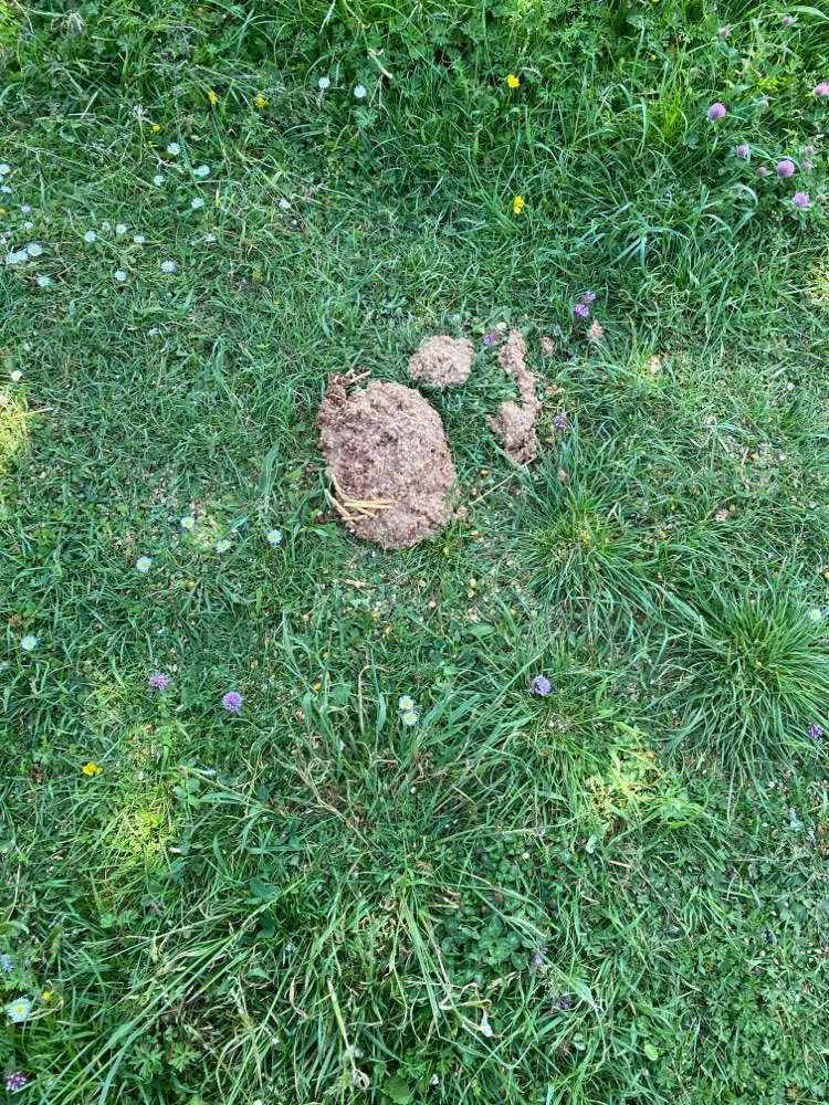 Giftköder-Evtl. Giftköder-Profilbild