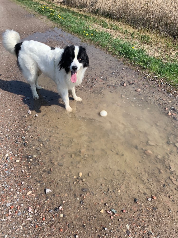 Hundetreffen-Hundetraining-Profilbild