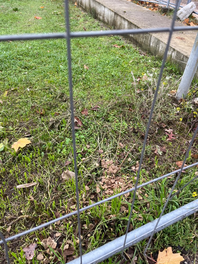 Giftköder-Trockenfutter ausgelegt-Profilbild