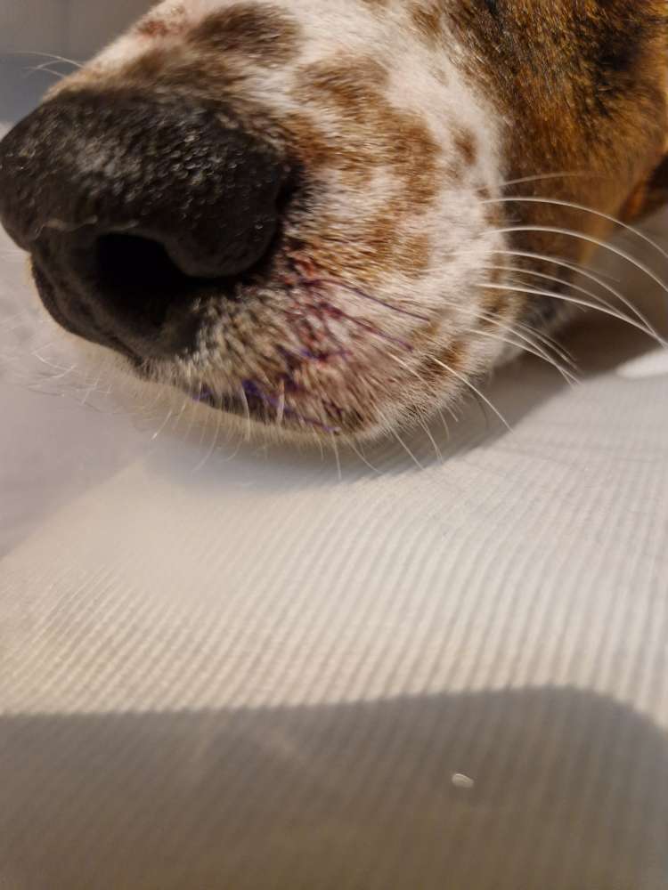 Giftköder-Angriff vom Nutria-Profilbild