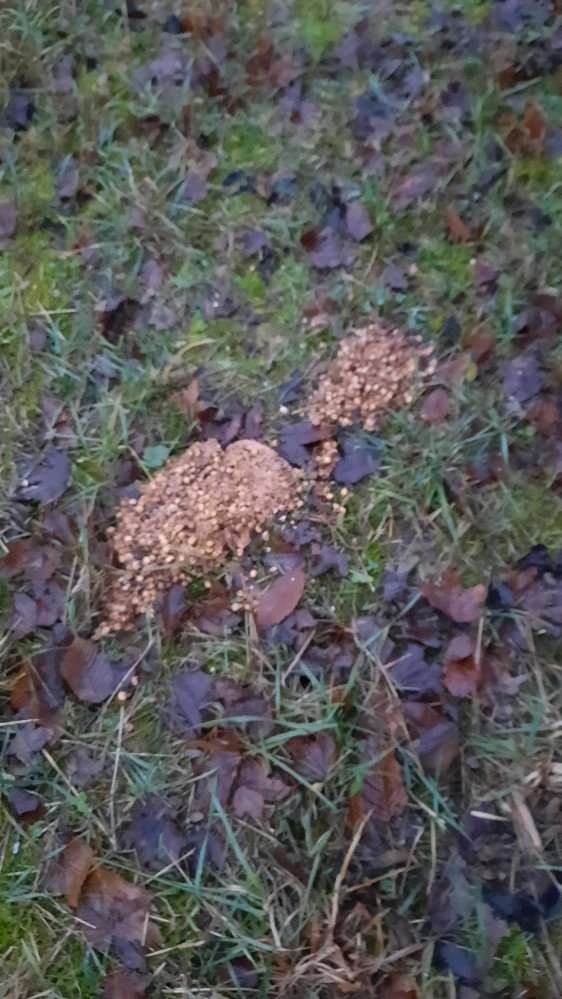 Giftköder-Erbrochenes, Essensreste (neu)-Profilbild