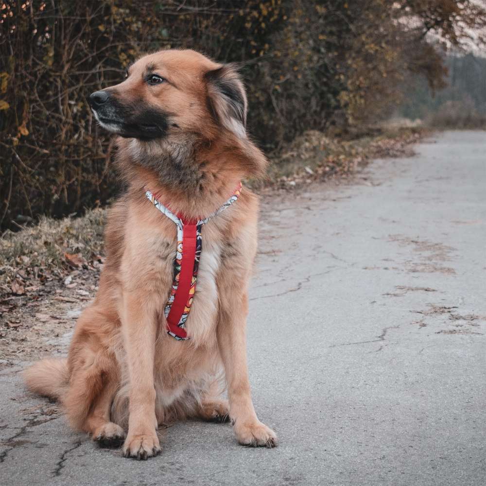 Hundetreffen-Auf der Suche nach Social Walk-Profilbild