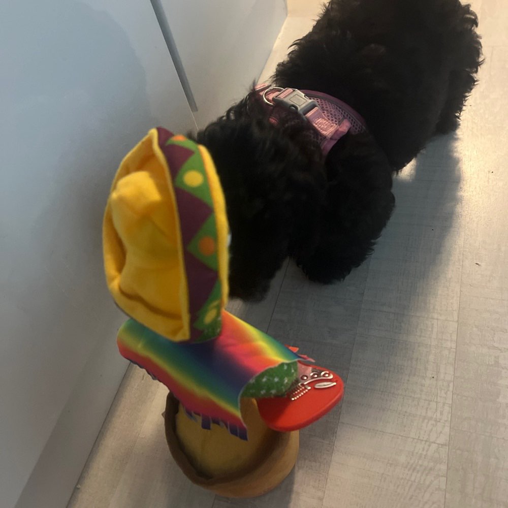 Hundetreffen-Welpen Treff in Bielefeld-Profilbild