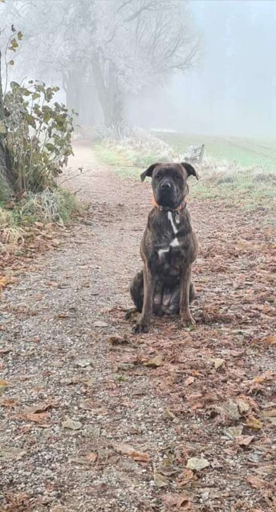 Hundetreffen-Suchen Spielpartner-Profilbild