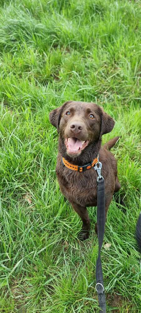 Hundetreffen-Spazier und Spielgefährte im Feriendorf Hochbergle-Profilbild