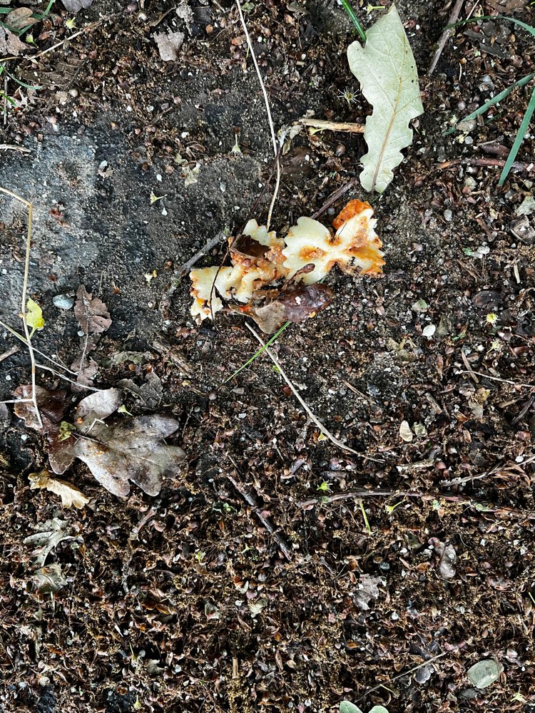 Giftköder-Möglicher Giftköder?-Profilbild