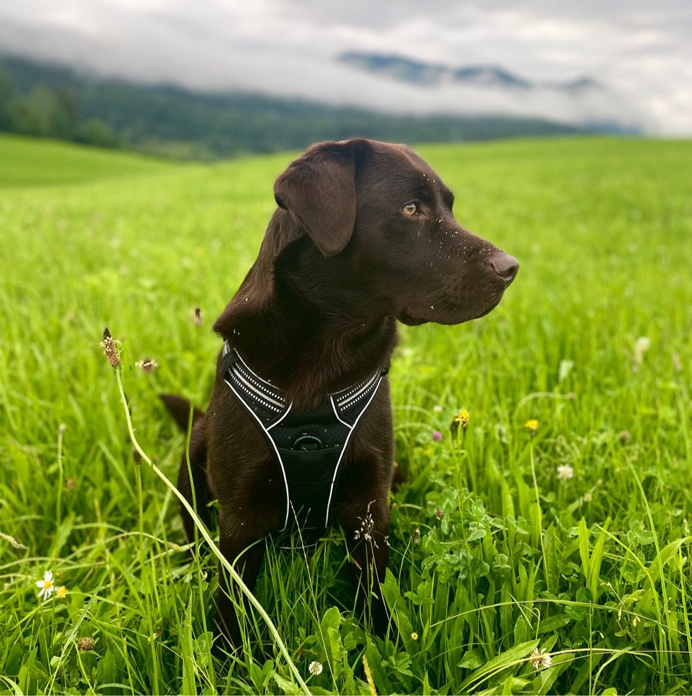 Hundetreffen-Spielrunde gesucht-Profilbild