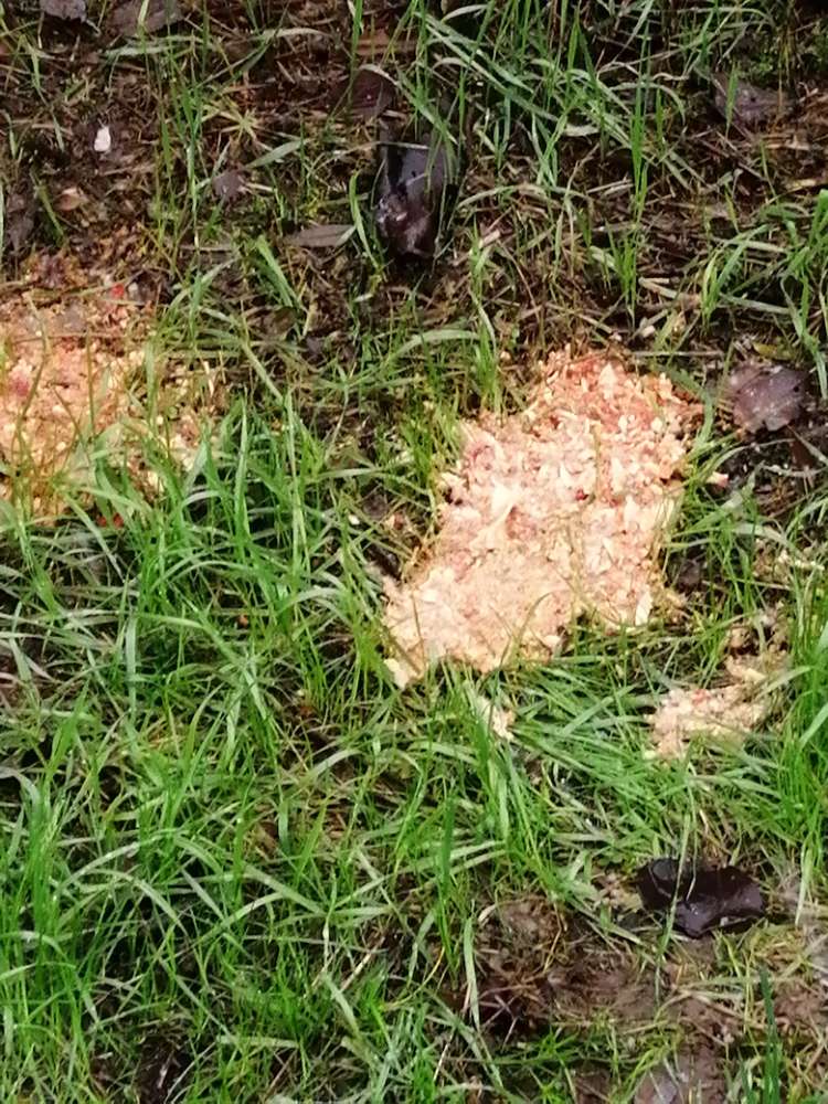 Giftköder-verdächtiges essen-Profilbild