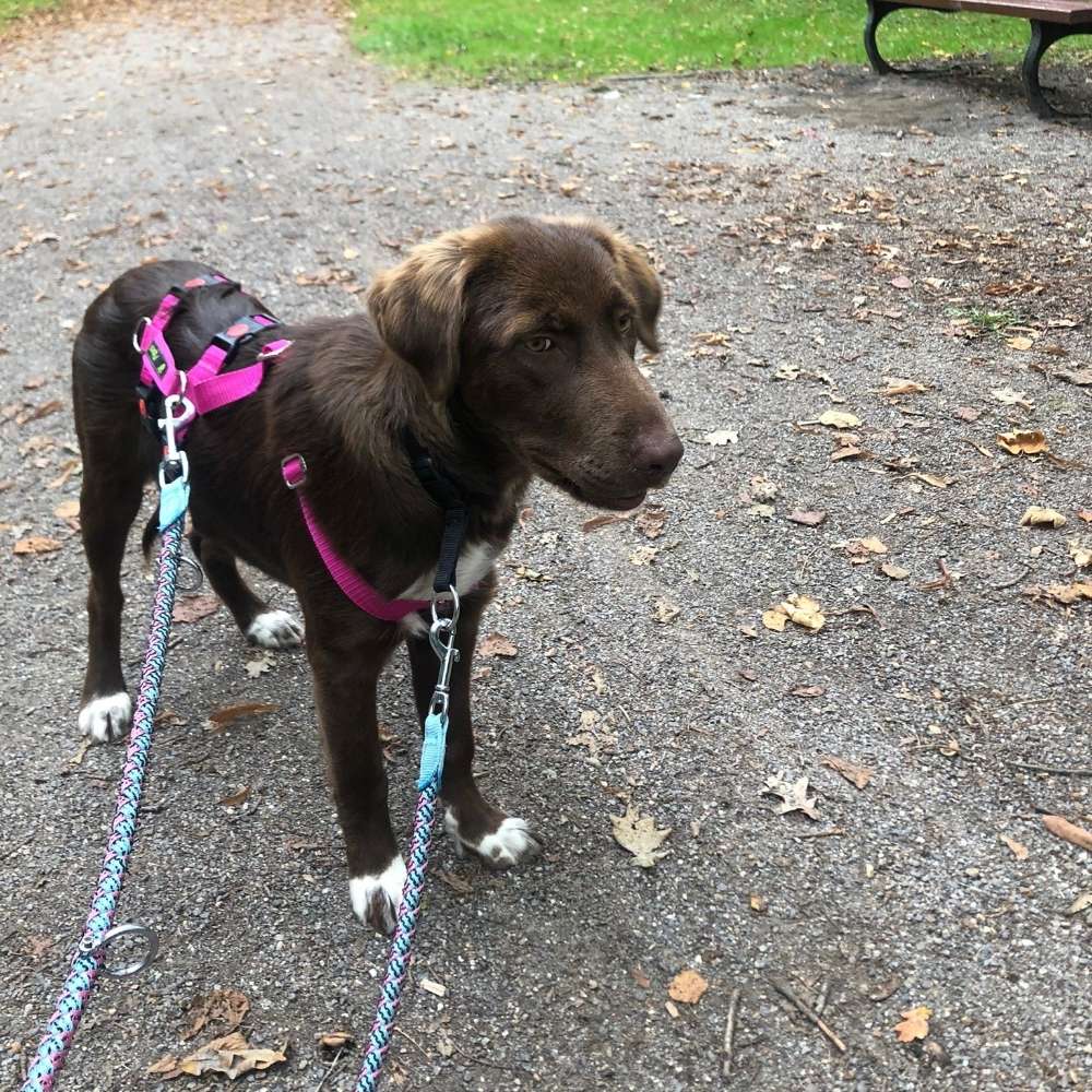 Hundetreffen-Junghunde & die noch Lust auf Rennen/ Toben haben. Auch Gassirunde-Profilbild