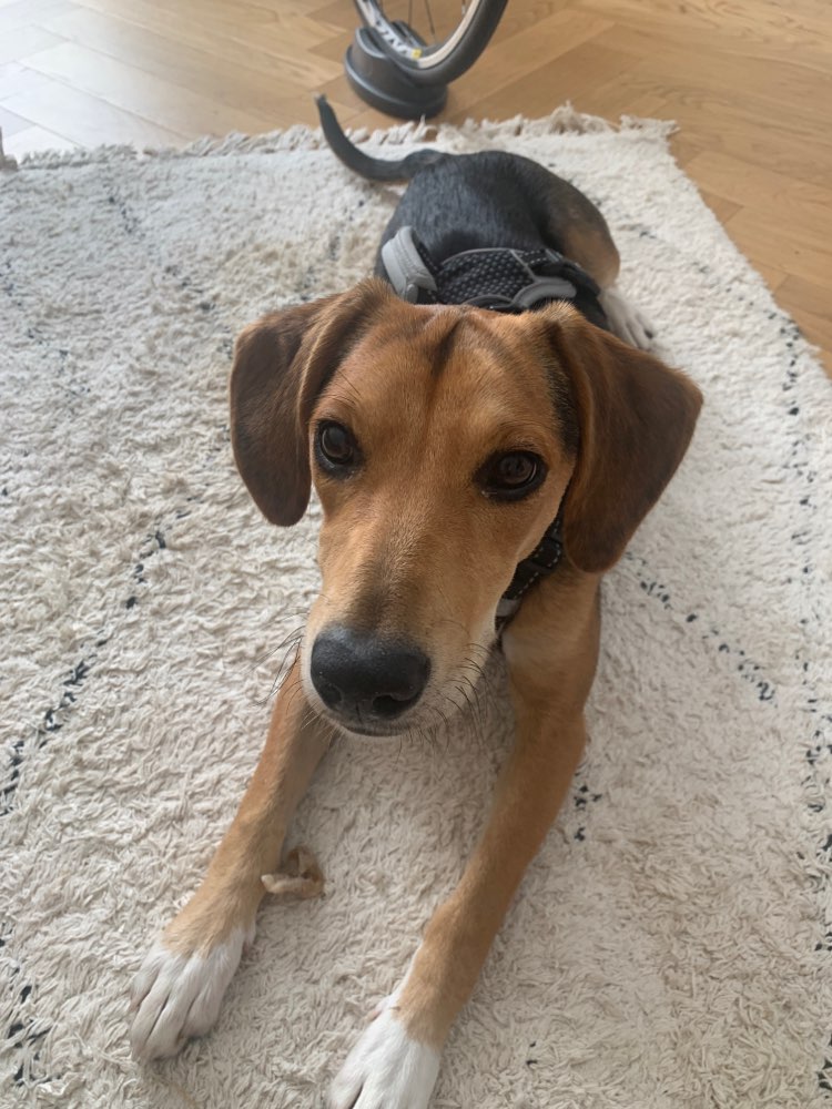 Hundetreffen-Spazieren gehen/ lernen/ Sozialisierung/ auspowern-Profilbild