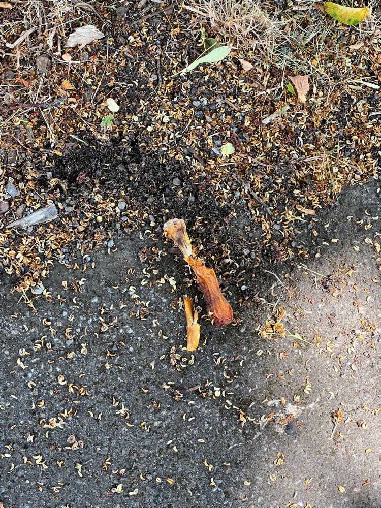 Giftköder-Hähnchen Knochen und Fleisch-Profilbild