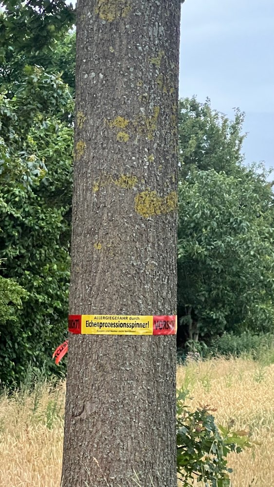 Giftköder-Eichenprozessionsspinmer-Profilbild