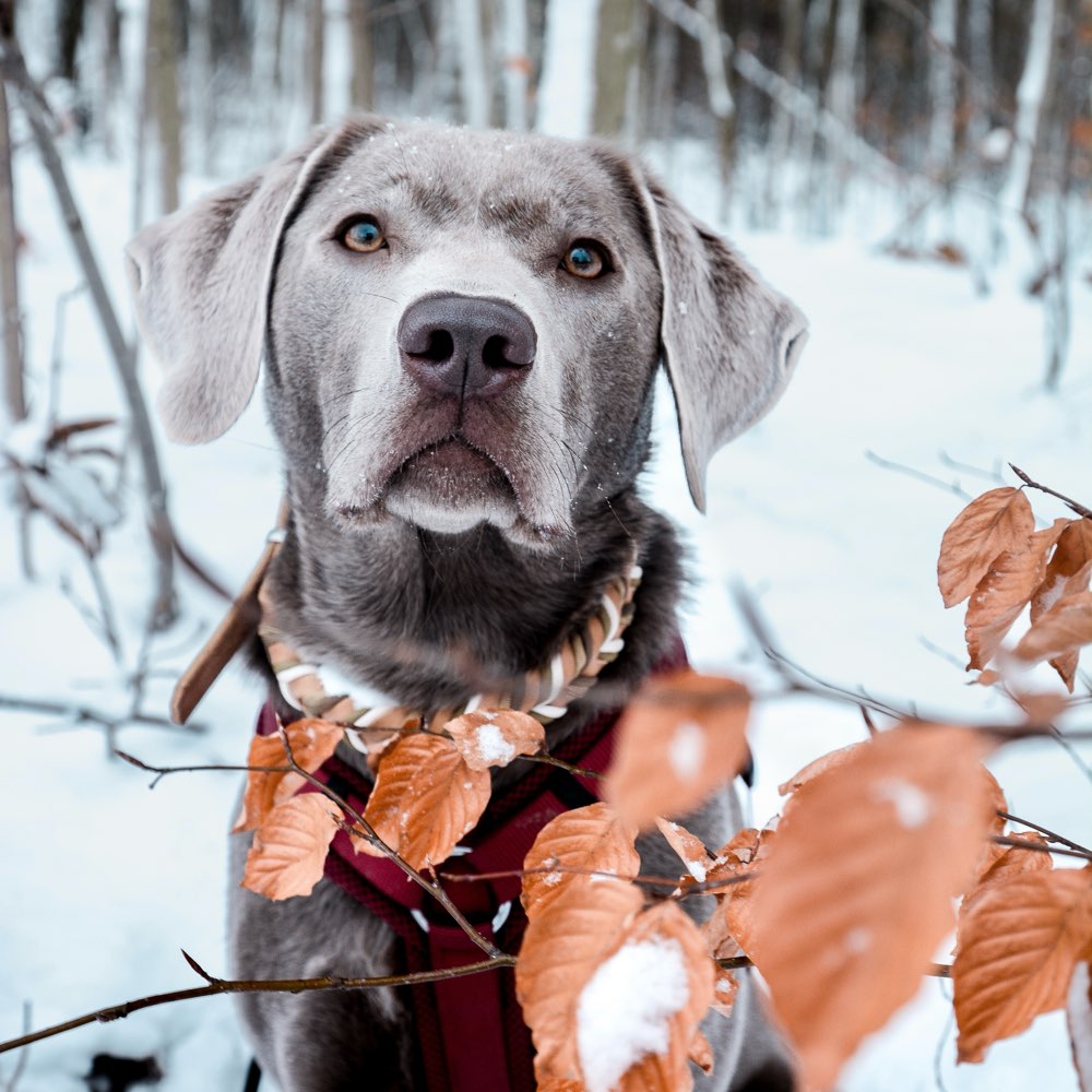 Hundetreffen-Spielgefährten für Nala 🐾💞-Profilbild