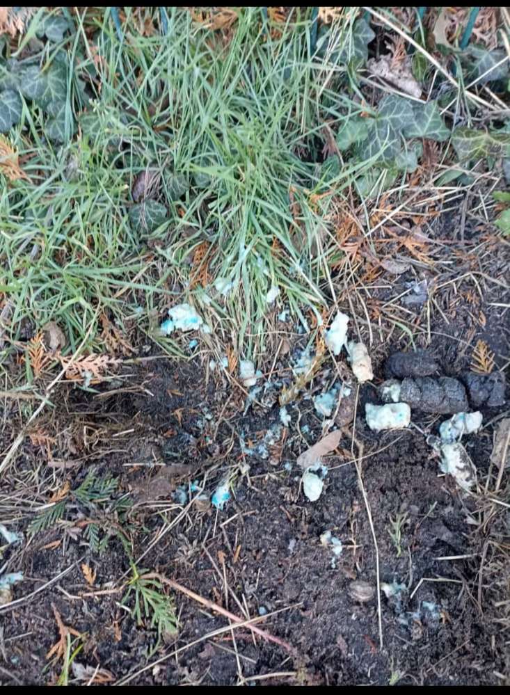 Giftköder-GIFTKÖDER-Profilbild