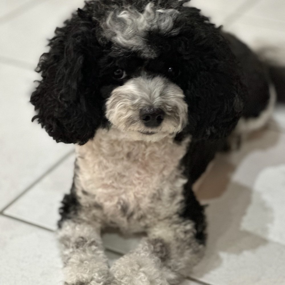 Hundetreffen-Gassi Runden mit Hunden bis 10 kg-Profilbild