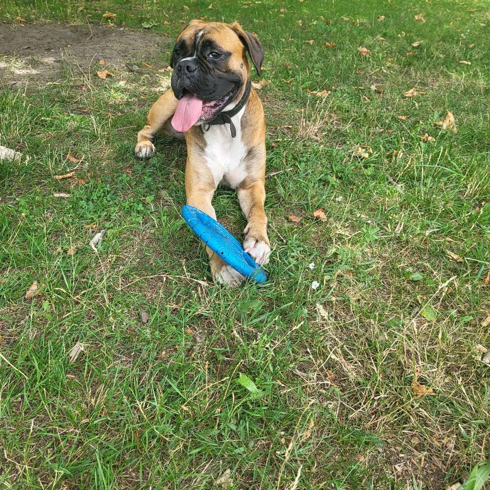 Hundetreffen-Andere Boxer zum toben gesucht-Profilbild