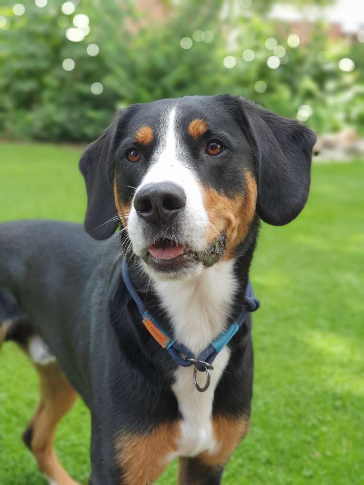 Hundetreffen-Hundekontakt-Profilbild