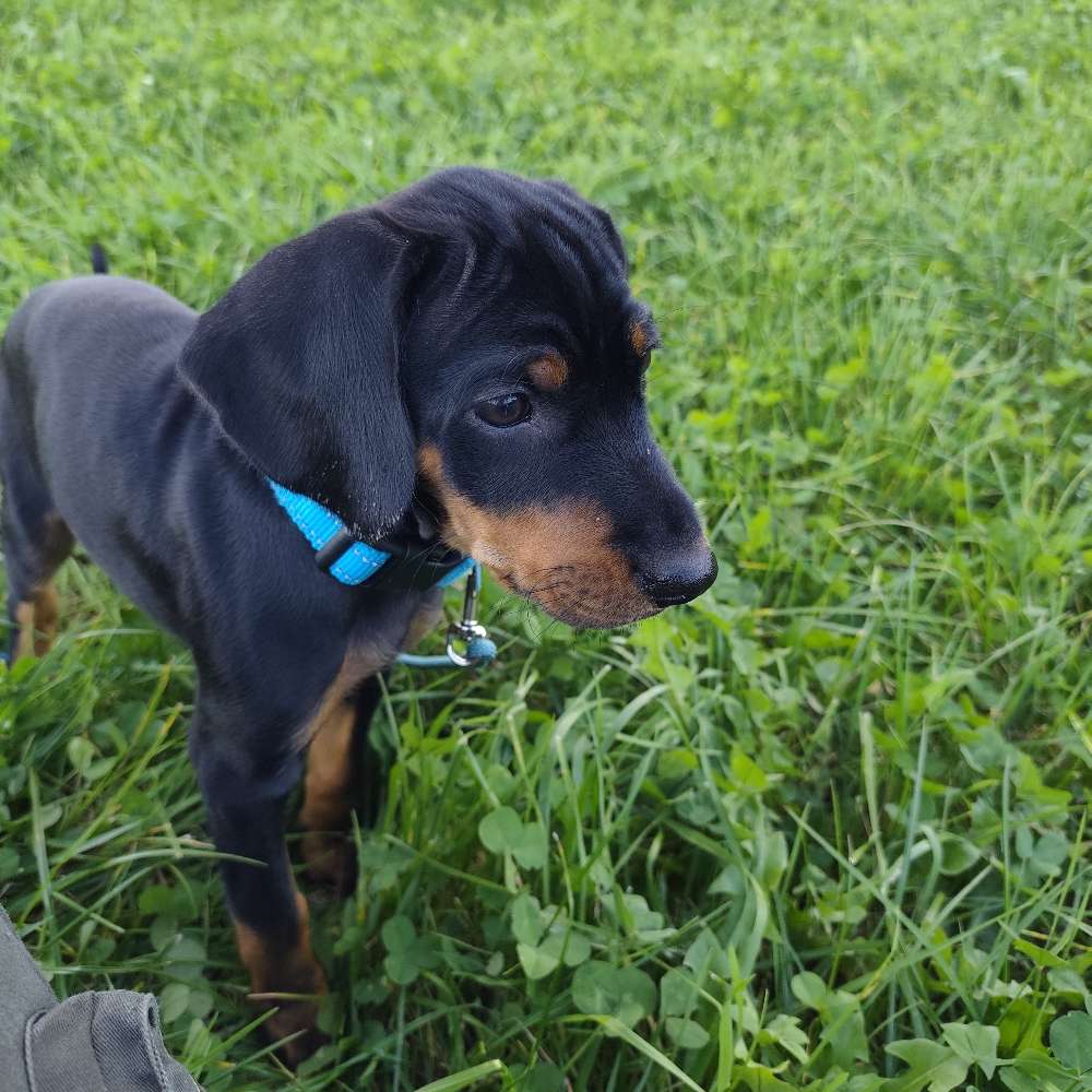Hundetreffen-Sozialisationstreffen-Profilbild