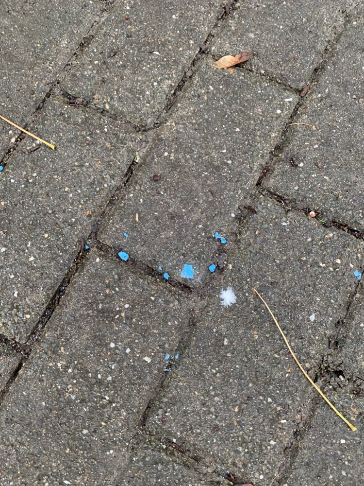 Giftköder-Eventuell Rattengift/Schneckenkorn?-Profilbild