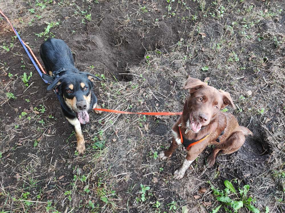 Hundetreffen-Suchen sozialverträgliche Hunde-Profilbild