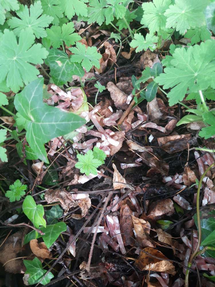 Giftköder-Giftköder-Profilbild