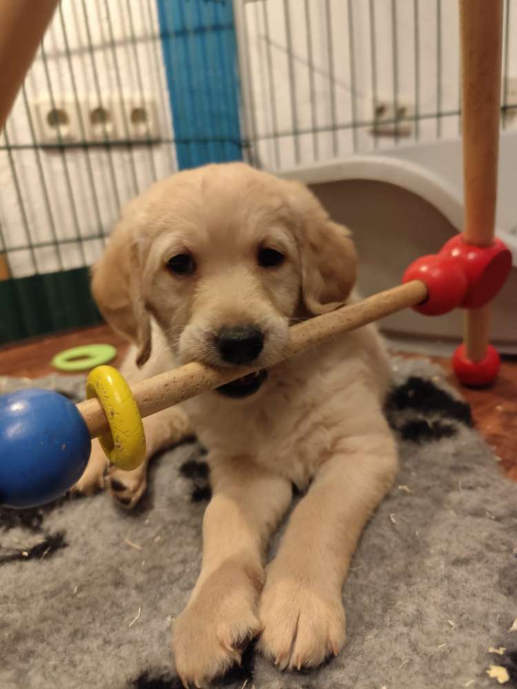 Hundetreffen-Hundekumpel*innen gesucht-Profilbild