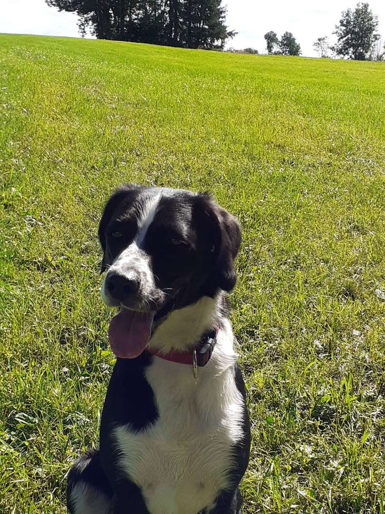 Hundetreffen-Toben und Spaß haben-Profilbild