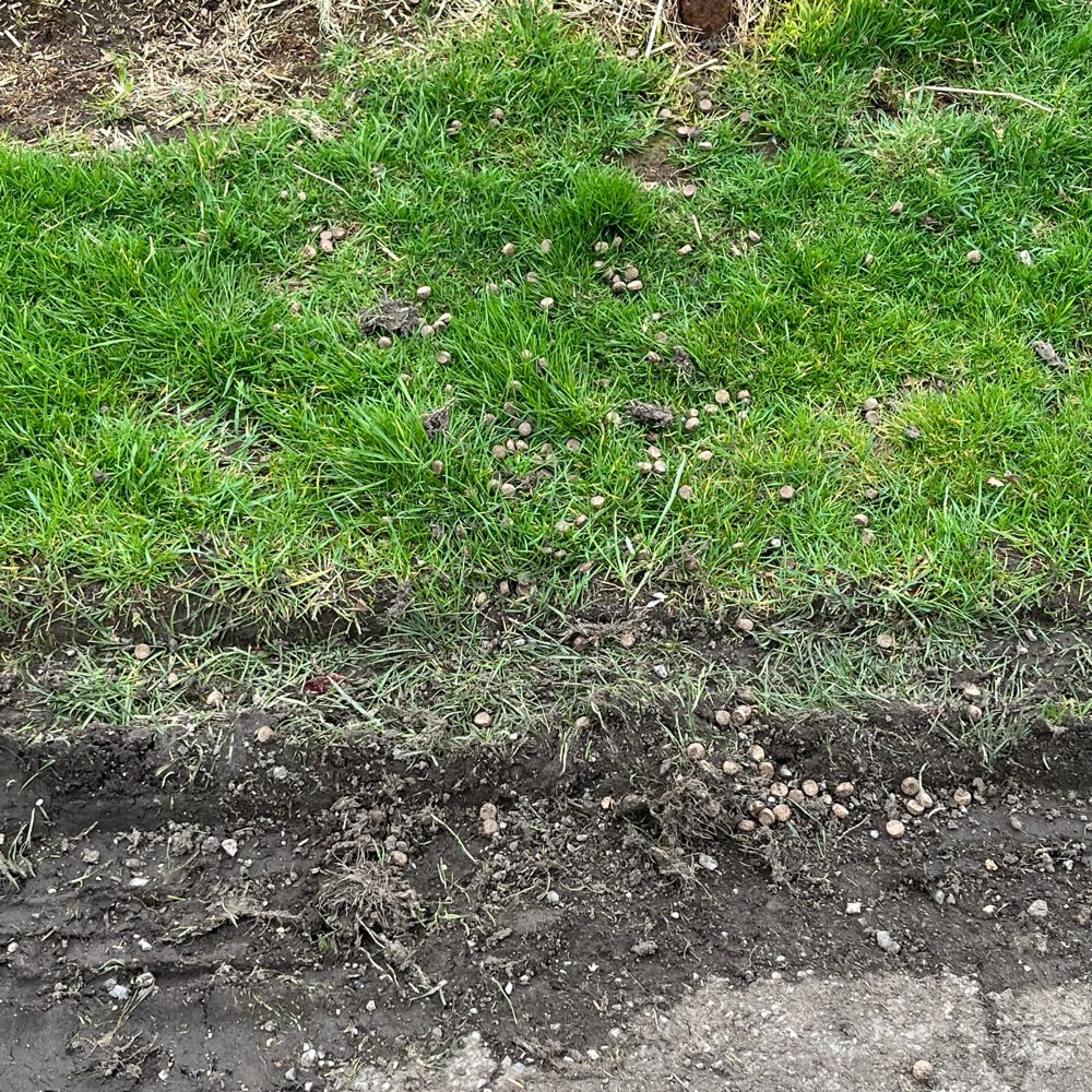 Giftköder-Pellets Trockenfutter-Profilbild