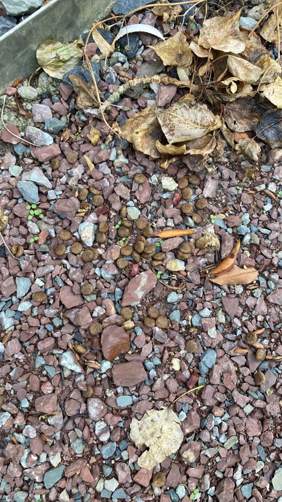 Giftköder-Möglicher Giftköder-Profilbild