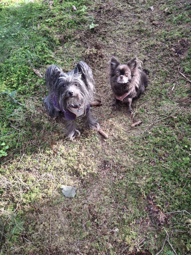 Hundetreffen-Spiel und Gassifreunde gesucht-Profilbild