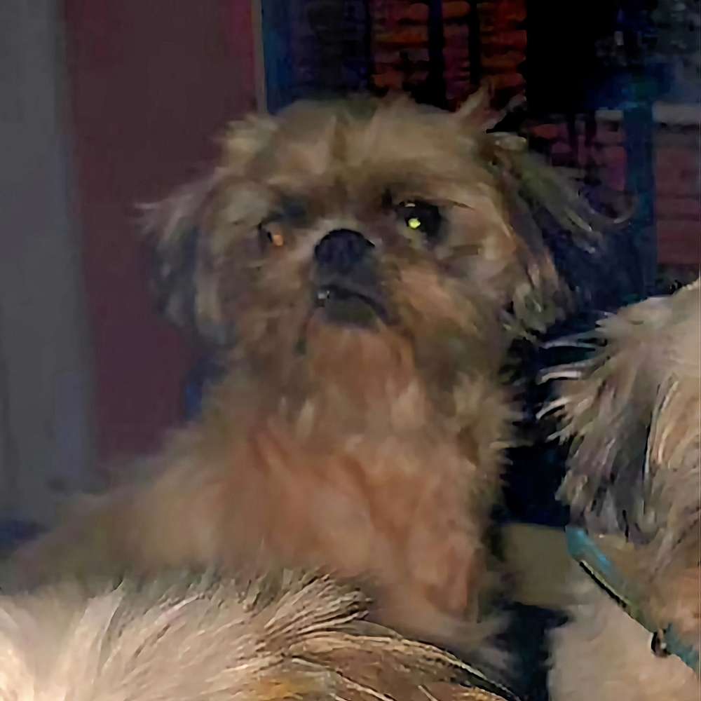 Suchmeldung-Snoopy-Profilbild