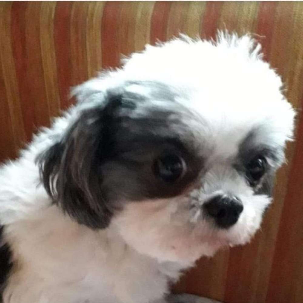 Suchmeldung-Nelli-Profilbild