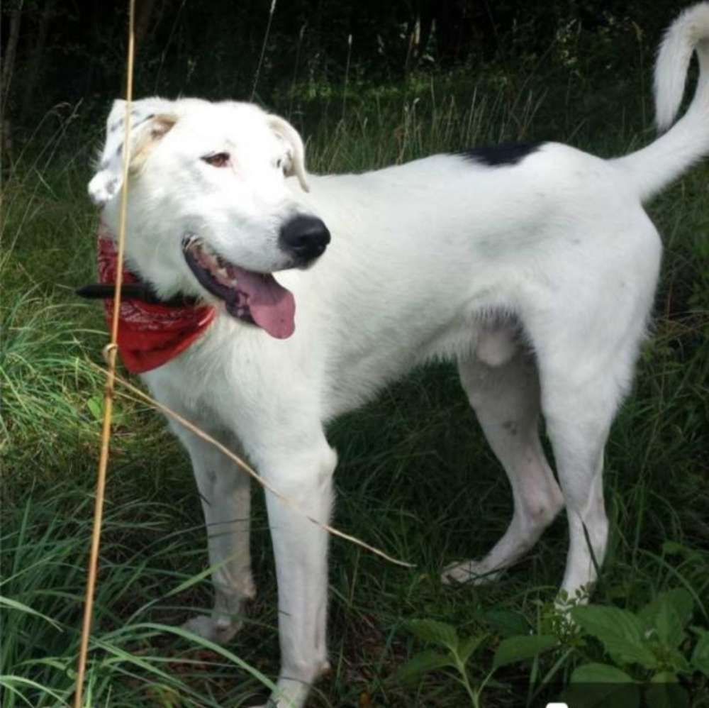 Suchmeldung-Oskar-Profilbild