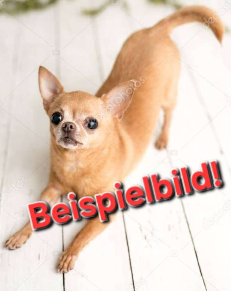 Suchmeldung-Latischa-Profilbild