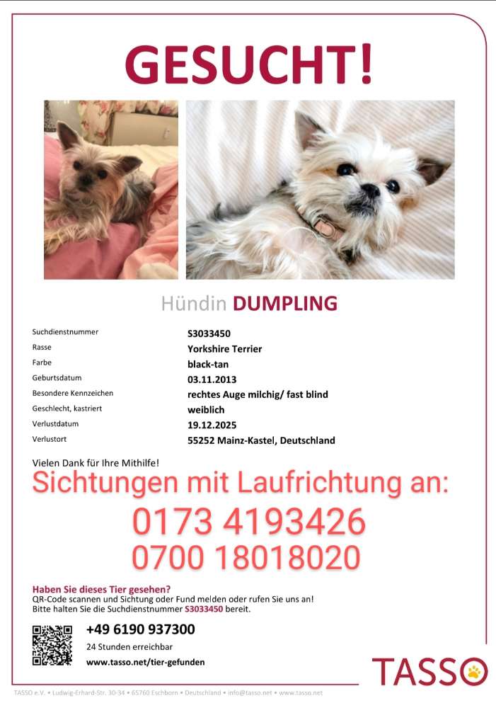 Suchmeldung-Dumpling-Profilbild
