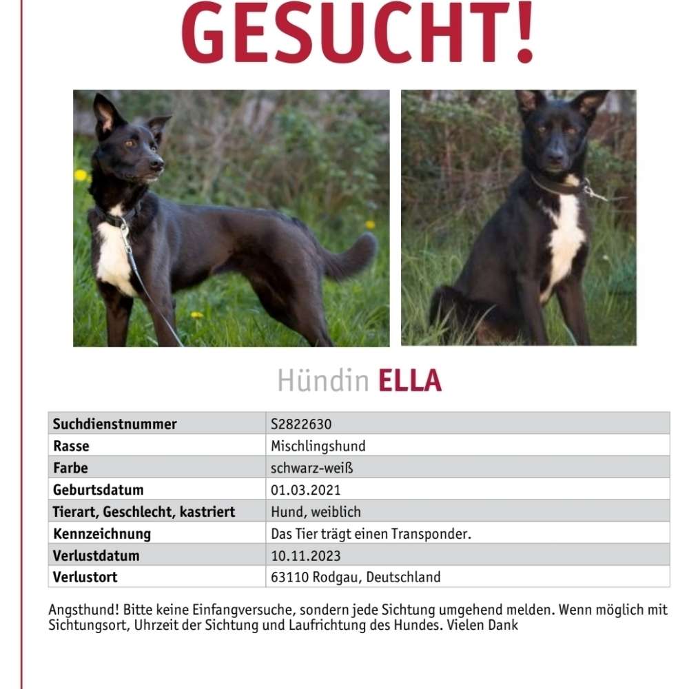 Suchmeldung-Ella-Profilbild
