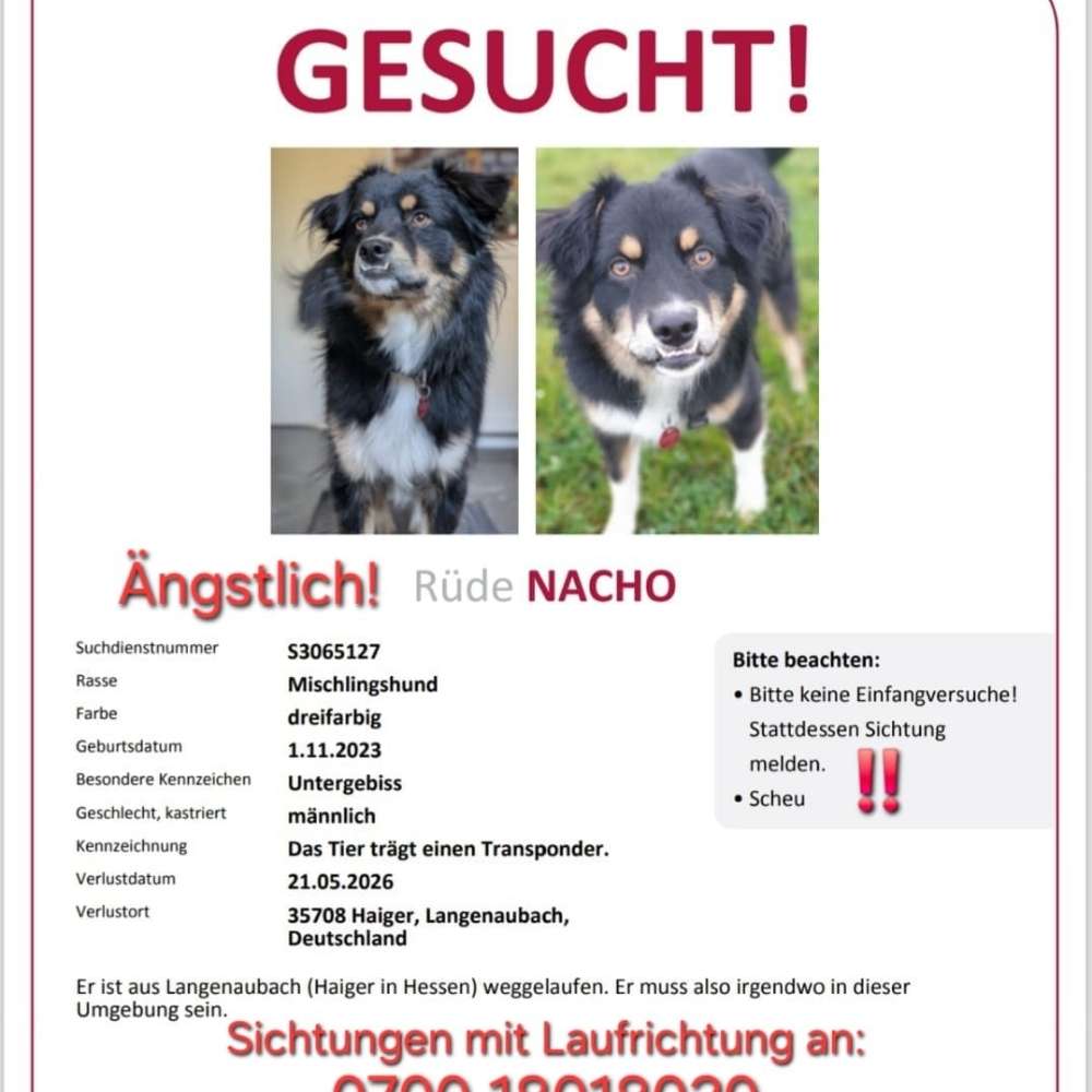 Suchmeldung-Nacho-Profilbild