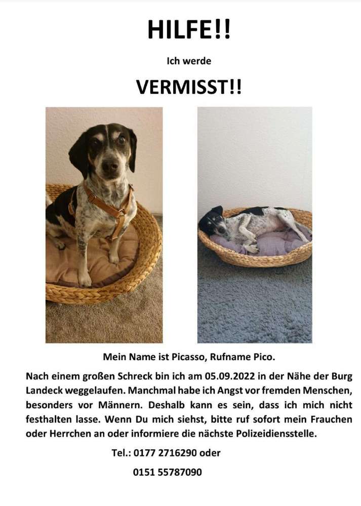 Hund Pico (Picasso) wird in Klingenmünster vermisst! Dogorama App