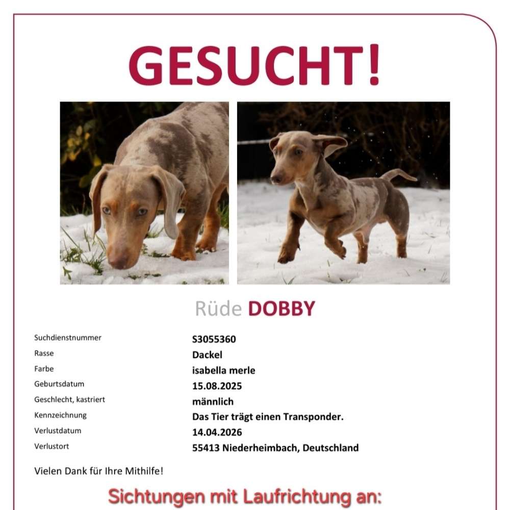 Suchmeldung-Dobby-Profilbild