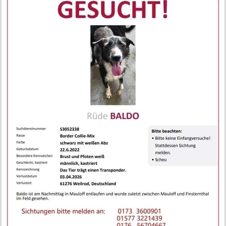 Suchmeldung-Baldo-Profilbild