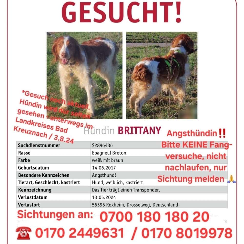 Suchmeldung-BRITTANY-Profilbild