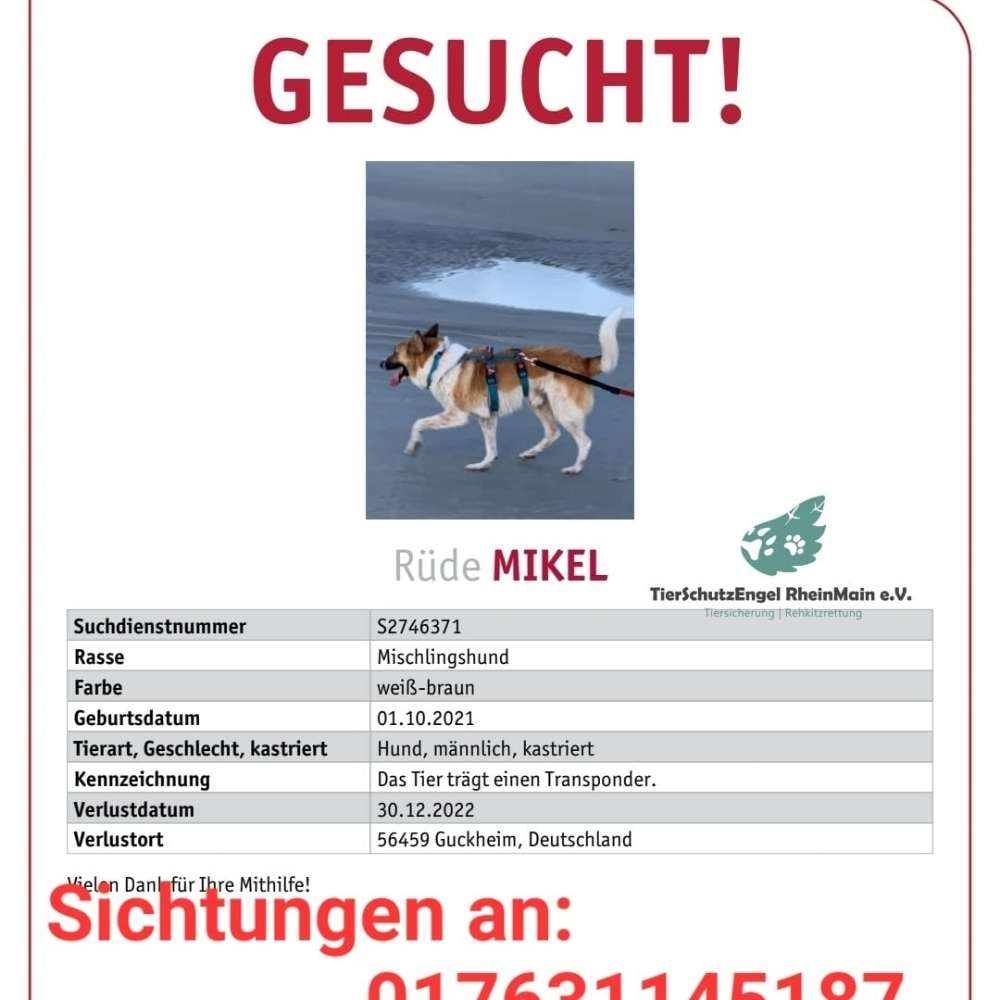 Suchmeldung-Mikel-Profilbild