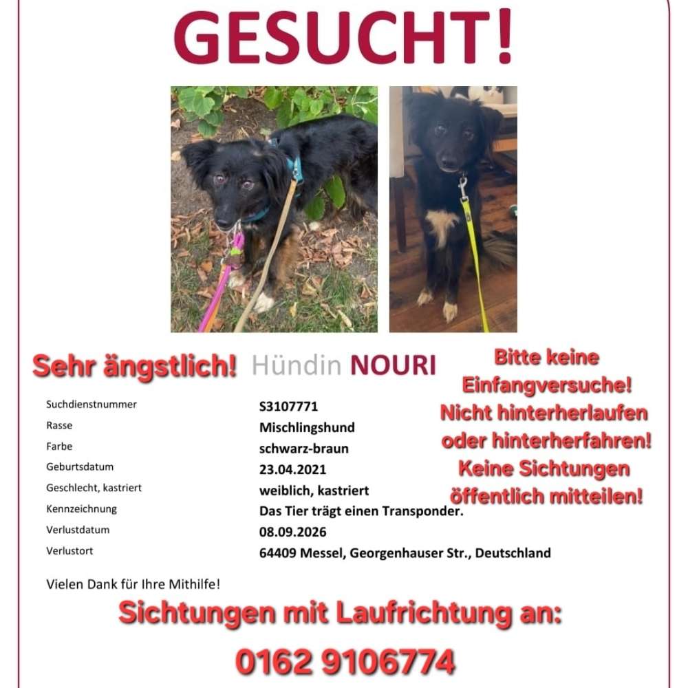 Suchmeldung-Nouri-Profilbild