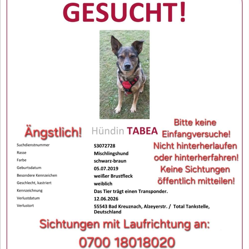 Suchmeldung-Tabea-Profilbild