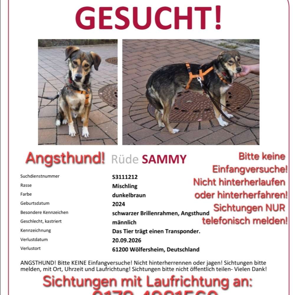Suchmeldung-Sammy-Profilbild