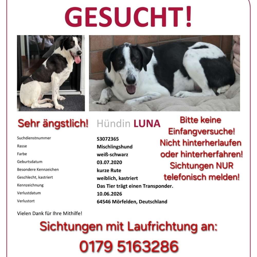 Suchmeldung-Luna-Profilbild