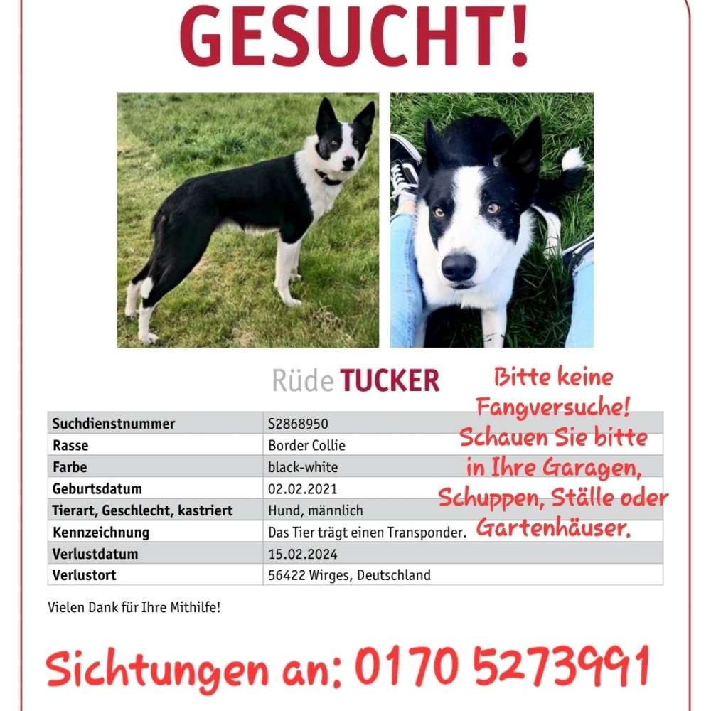 Suchmeldung-Tucker-Profilbild